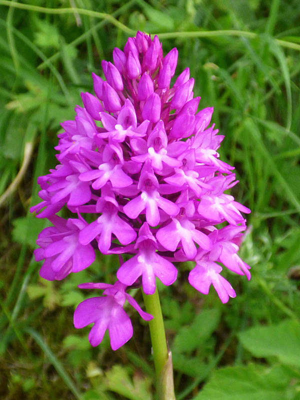 Anacamptis pyramidalis